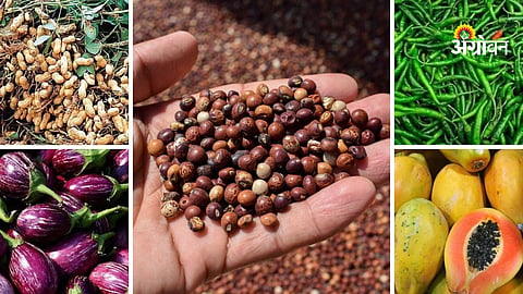 Maharashtra Bajarbhav and crop arrival report