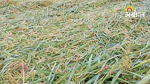 Storm damage to rice fields in Sindhudurg district