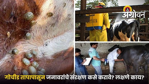 Tick Control in Cattle Sheds