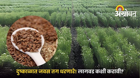 Linseed Cultivation with Limited Irrigation