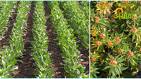 Safflower Varieties