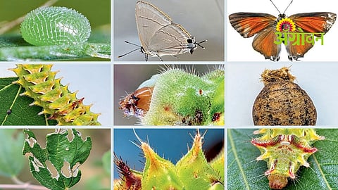 Butterfly Life Cycle: