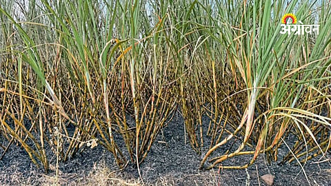 Farmer suffers crop loss after sugarcane field fire in Veet