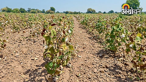 Crop loss statistics for Akola district farmers
