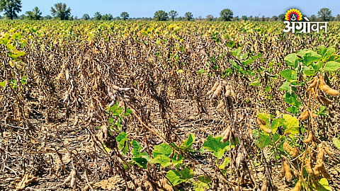 Soybean farmers facing low crop productivity
