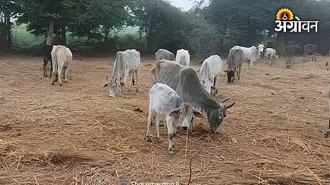 Fodder storage and distribution planning
