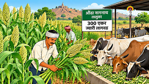 Fodder production planning in Hingoli district