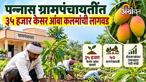 Mango plantation programme across village panchayats