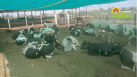 Livestock Care