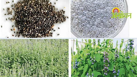 Chia Seeds Benefits