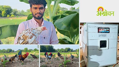 Desi poultry farming with banana cultivation