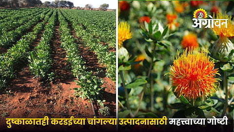 Safflower Cultivation in Water Scarcity