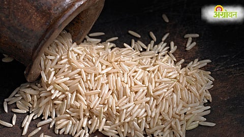 GM Rice
