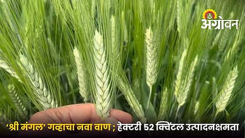 Shri Mangal Wheat Variety HI 8849