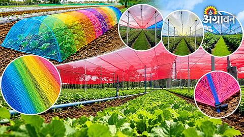 Reduce Crop Pest Damage Using Insect-Proof Nets