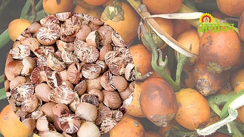 Fruit Crop Insurance Scheme
