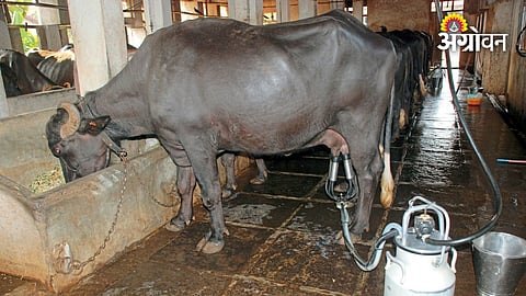 Best green fodder for dairy cows and buffaloes