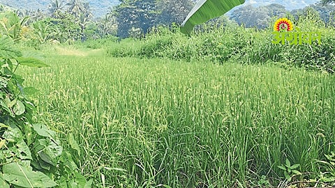 Paddy Farming Crisis