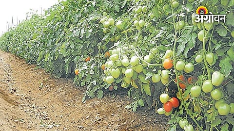 Metabolomics Technology For Understanding Plant Health