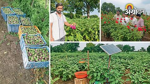 Vegetable Farming in Wadgaon Balapur Akola