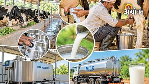 Importance Of Clean Water In Dairy Farming