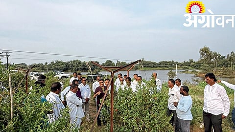 Pomegranate Farming
