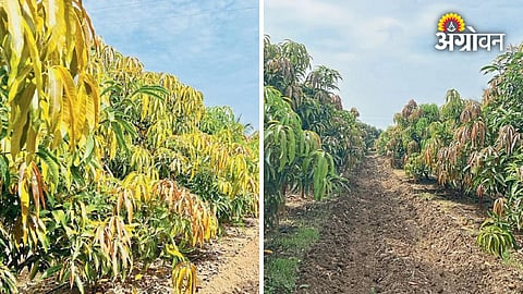 Drought management practices for mango farmers