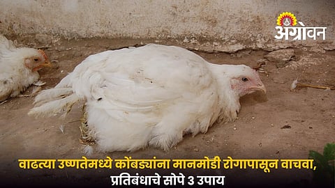 Newcastle Disease Management for Poultry Farmers