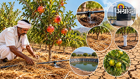How to manage fruit orchards during drought