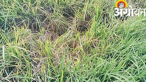 Paddy Crop Diseases
