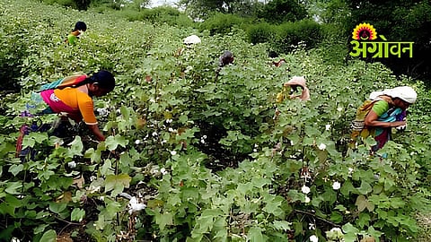 Pre Season Cotton Picking