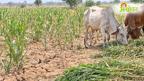 Fodder Crop Cultivation, Maharashtra