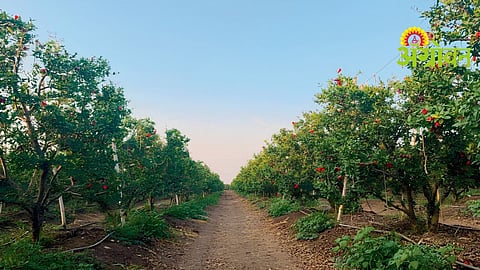 Balanced Crop Nutrition