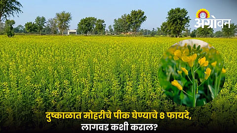 Mustard Cultivation in Drought