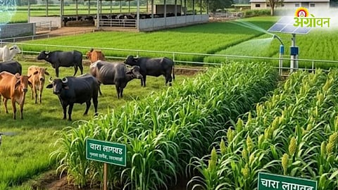 Fodder Scheme