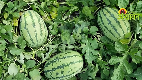 Watermelon Harvest