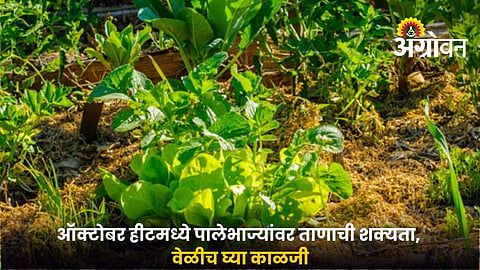 October Heat Stress in Leafy Vegetables