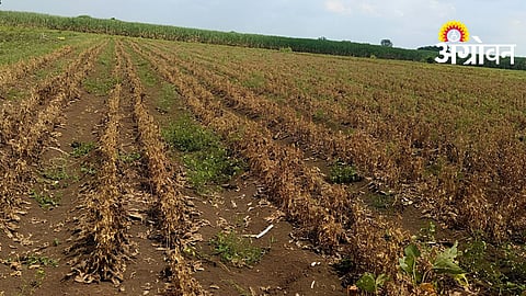 Drought Talukas Declaration