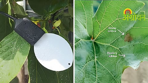 Powdery Mildew Management