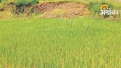 Challenges faced by paddy farmers