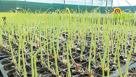 Sugarcane Nursery Management