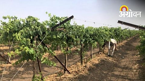 Solapur Grape Growers Struggle To Save Vineyards