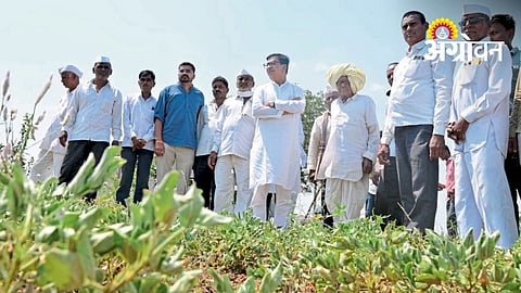 Crop Losses In Sangamner