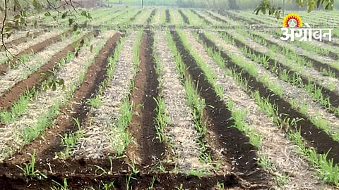 Soil Management
