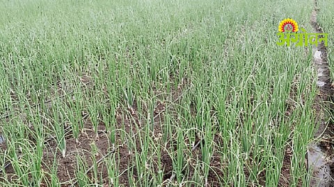 Nutrient Management