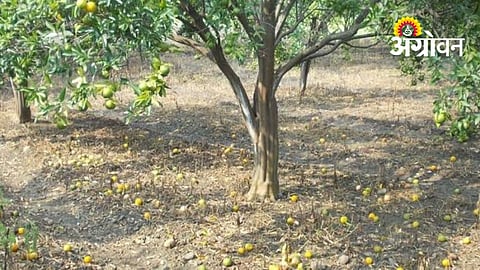 Water Shortage Forces Farmers To Discard Orange Fruits