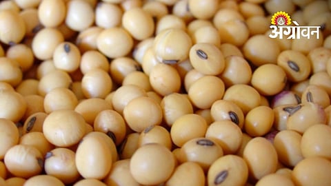 Drought Hits Soybean Output Despite Strong Market Prices
