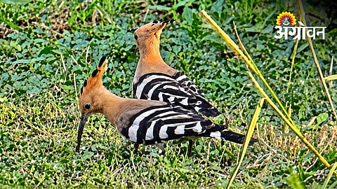 Hoopoe Birds Draw Attention At Belpada Ground
