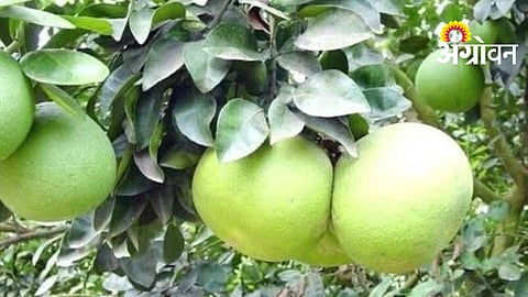 Papnas Production Declines