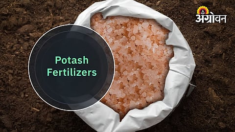 Benefits of Potash Fertilizer for Agricultural Crops